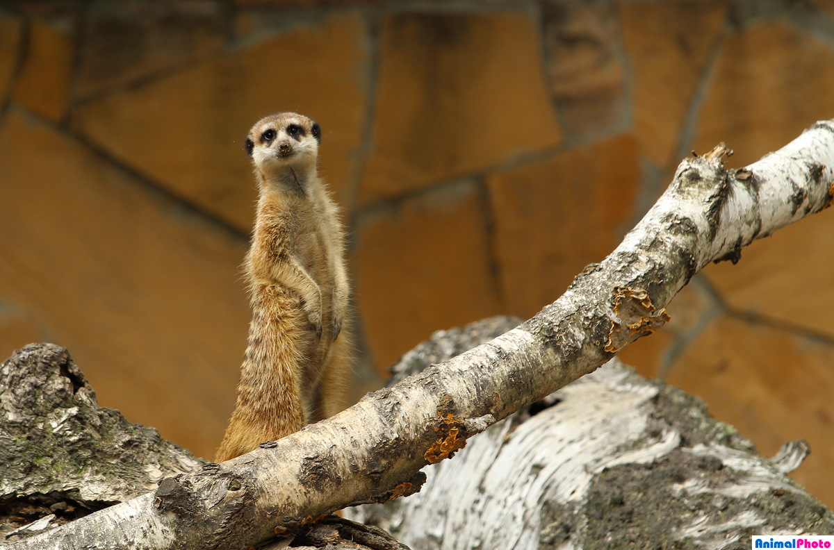  (Suricata suricatta)